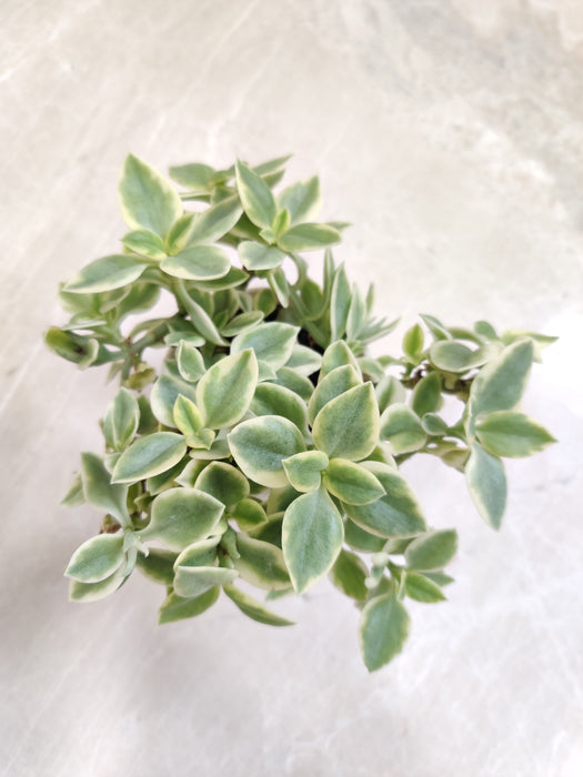 Aptenia Cordifolia 'Baby Sun Rose' Plant