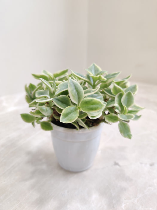 Aptenia Cordifolia 'Baby Sun Rose' Plant