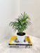 8.5 cm Bamboo Palm Indoor Plant