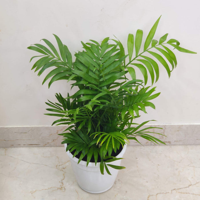 Buy Bamboo Palm plant online India