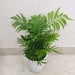Buy Bamboo Palm plant online India
