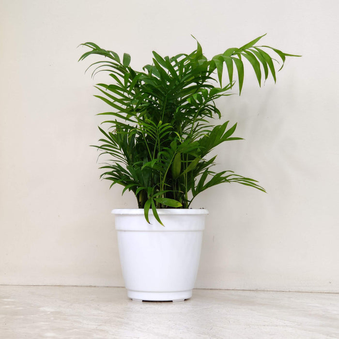 Bamboo Palm tabletop indoor plant