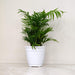 Bamboo Palm tabletop indoor plant