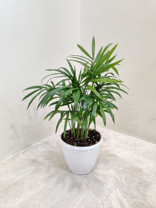 Bamboo Palm Potted Plant for Indoors