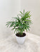 Bamboo Palm Potted Plant for Indoors