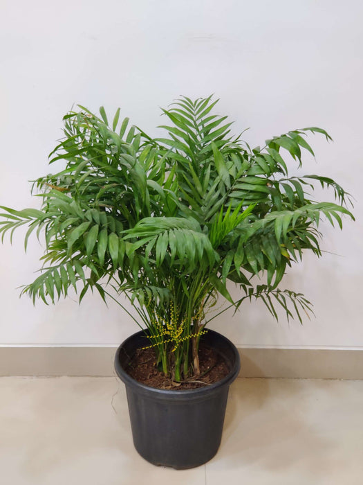 Air purifying bamboo palm for home and office