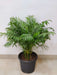 Air purifying bamboo palm for home and office