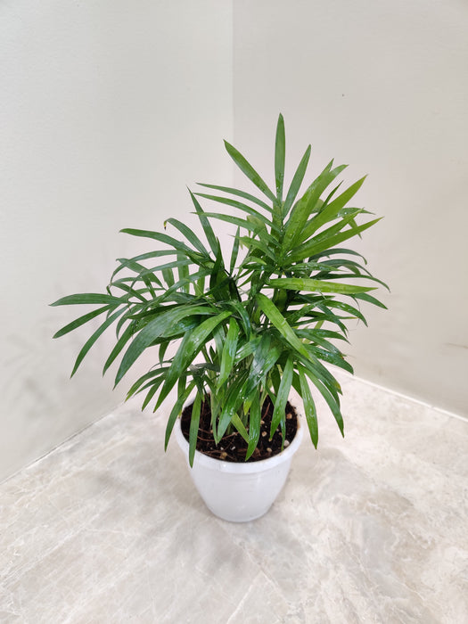 Healthy Bamboo Palm in Compact Pot indoor
