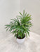 Healthy Bamboo Palm in Compact Pot indoor