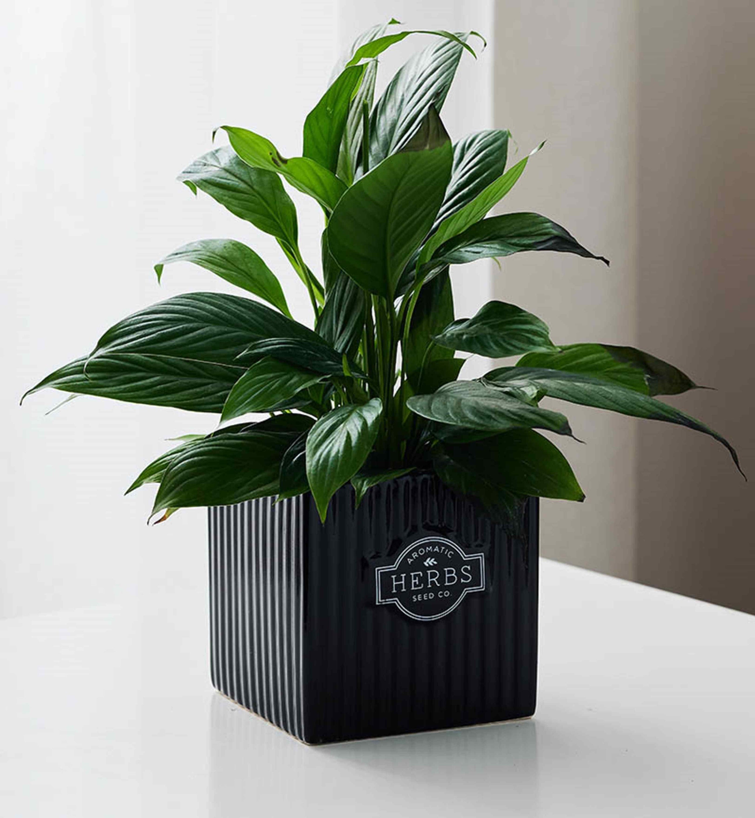 Black Ceramic Herb Planter with Vertical Ridges - Indoor Plant Pot ...