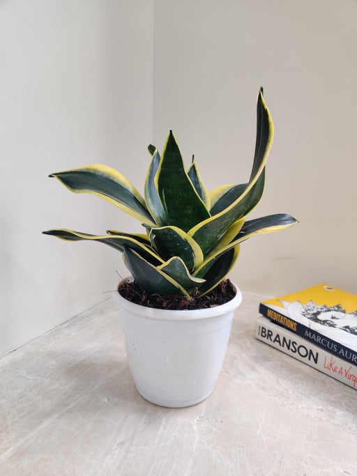 Air-Purifying Indoor Sansevieria Black Gold