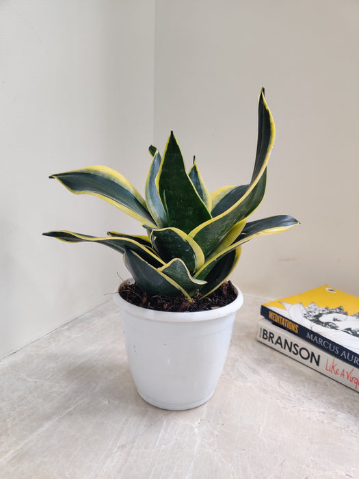 black gold snake plants Buy Snake Plant Black Gold Superba Online India – ChhajedGarden.com