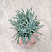 Blush Chick Indoor Planter