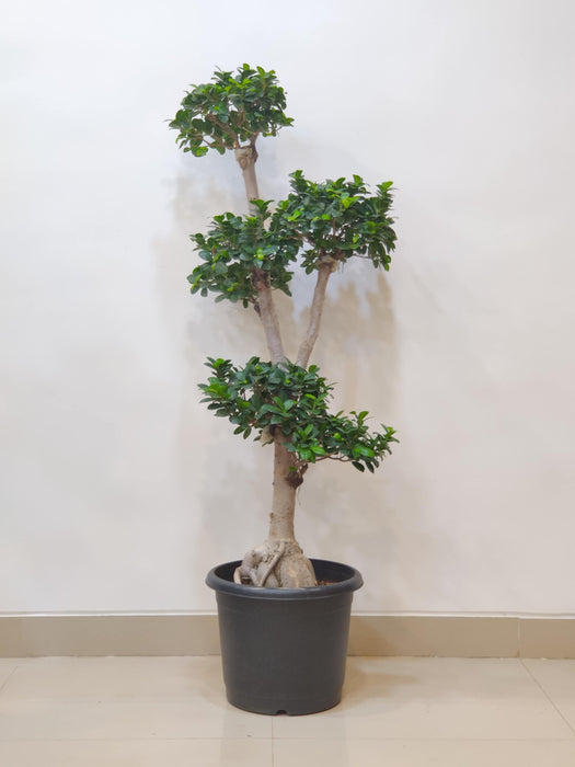 Bonsai Ficus plant for home decor