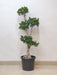 Bonsai Ficus plant for home decor