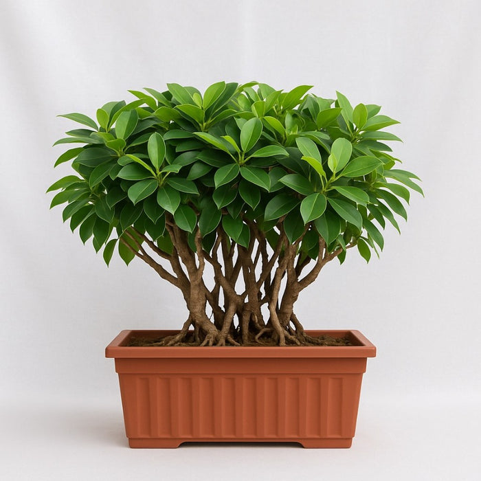 Indoor Bonsai tree with glossy leaves