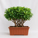 Indoor Bonsai tree with glossy leaves