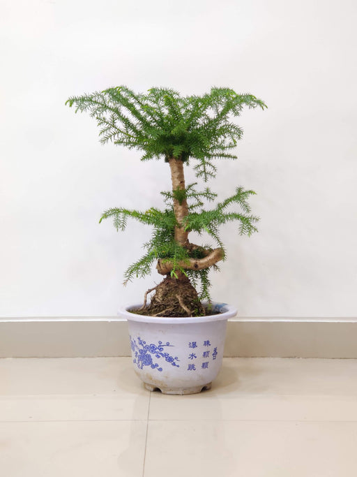 helicopter succulent Buy Araucaria Helicopter Plant – ChhajedGarden.com
