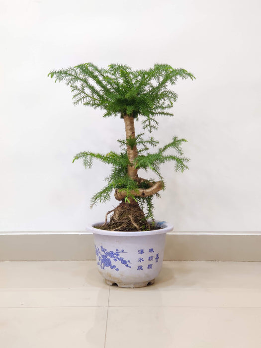 araucaria-helicopter-plant-in-plastic-pot