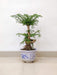 araucaria-helicopter-plant-in-plastic-pot