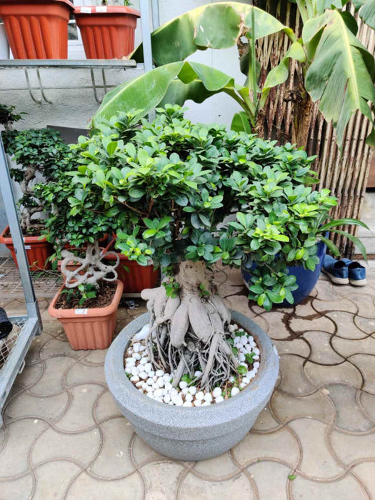 Ficus Ginseng Bonsai Plant in Designer Pot