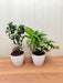 Live Indoor Bonsai and Money Plant Combo - Air Purifying Plants