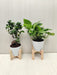 Vibrant Bonsai and Money Plant Combo for Home and Office