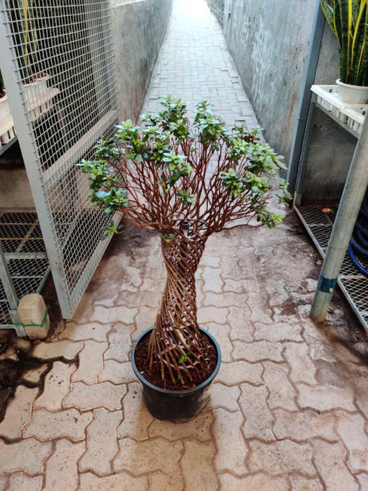 Braided Azalea indoor plant with twisted trunk in round pot