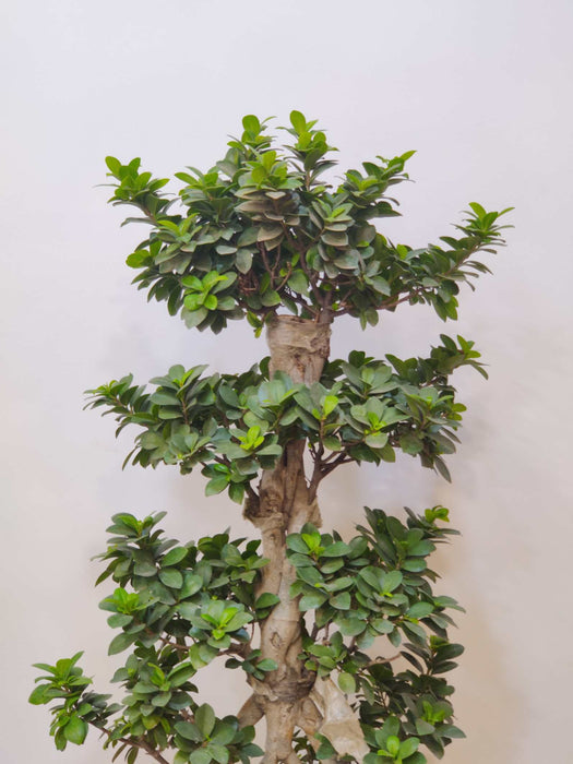 Stylish braided Ficus bonsai for living room