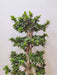 Stylish braided Ficus bonsai for living room