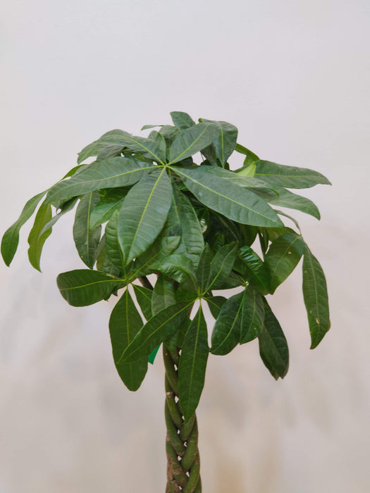 Indoor air purifying money tree plant - plant