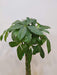 Indoor air purifying money tree plant - plant