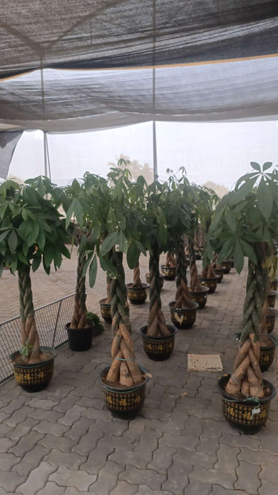 Money Tree plant with decorative braided trunk