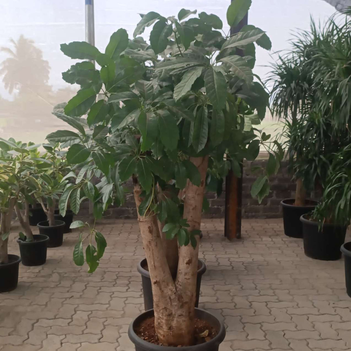 indoor plant with trunk Buy Brassia Trunk Plant Online – ChhajedGarden.com