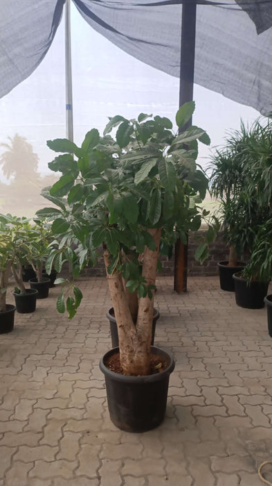  Large Brassia plant ideal for modern interior design