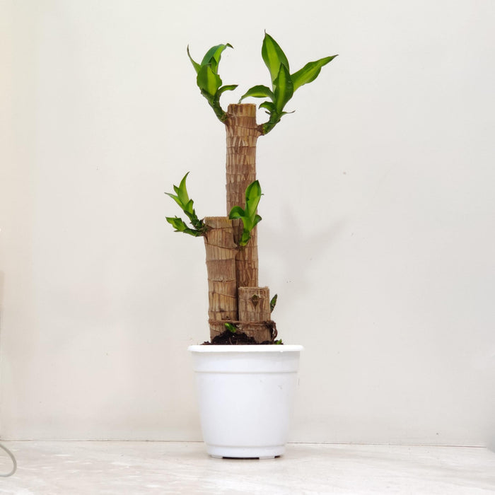 Indoor bamboo plant 1.4 to 1.6 feet tall