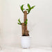 Indoor bamboo plant 1.4 to 1.6 feet tall