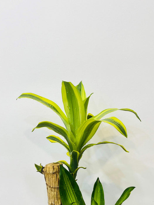 brazilian lucky bamboo Buy Brazilian Lucky Wood Plant – ChhajedGarden.com