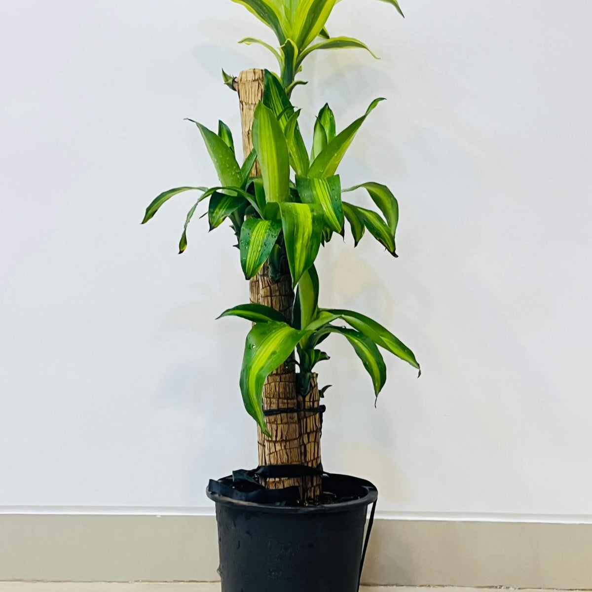 Buy Brazilian Lucky Wood Plant – ChhajedGarden.com