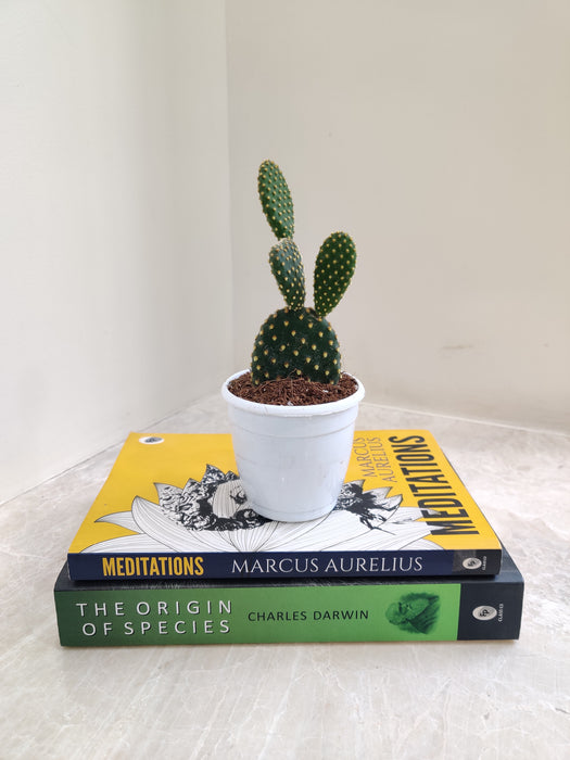 Sunny Bunny Ear Cactus in a White Pot