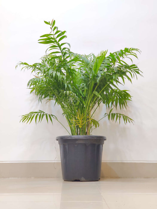 Air purifying bamboo palm
for home and  office