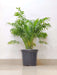 Air purifying bamboo palm
for home and  office