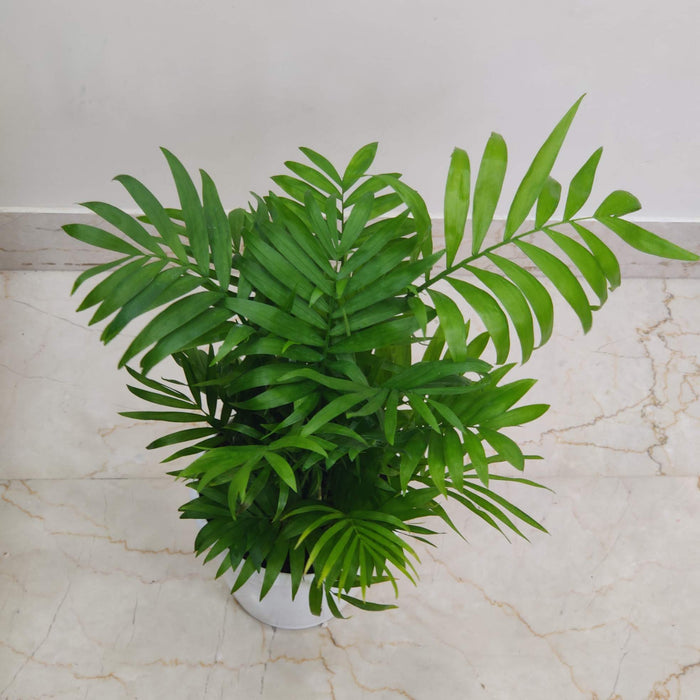 Indoor Bamboo Palm air purifying plant