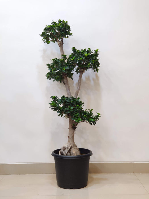 Indoor Ficus Bonsai tree in black pot