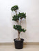 Indoor Ficus Bonsai tree in black pot