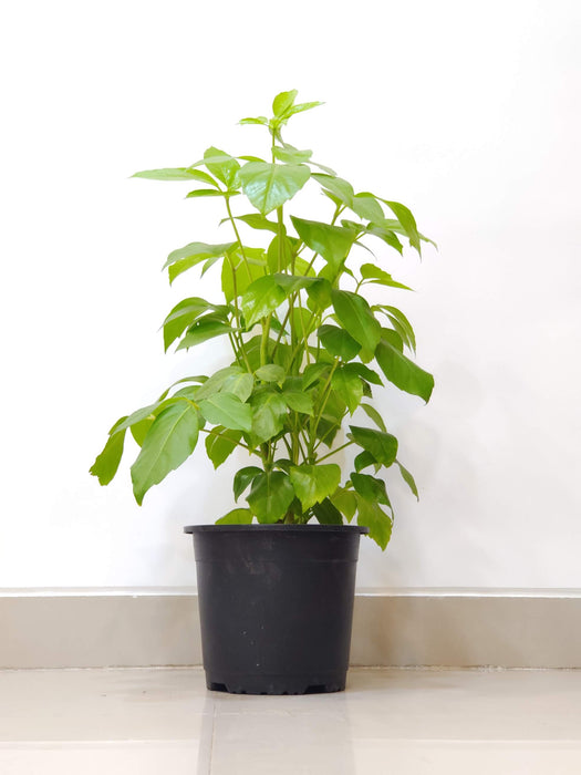 Golden Brassla plant with lush green leaves