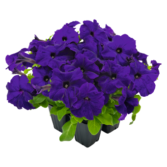 Petunia Success HD Blue Flower Seeds