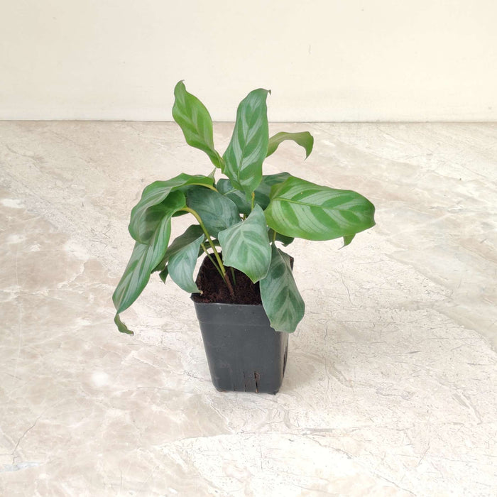 Calathea Bella small tabletop plant
