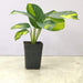 Calathea Golden Mosaic plant in 7 cm pot
