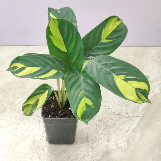 Calathea Golden Mosaic variegated indoor plant